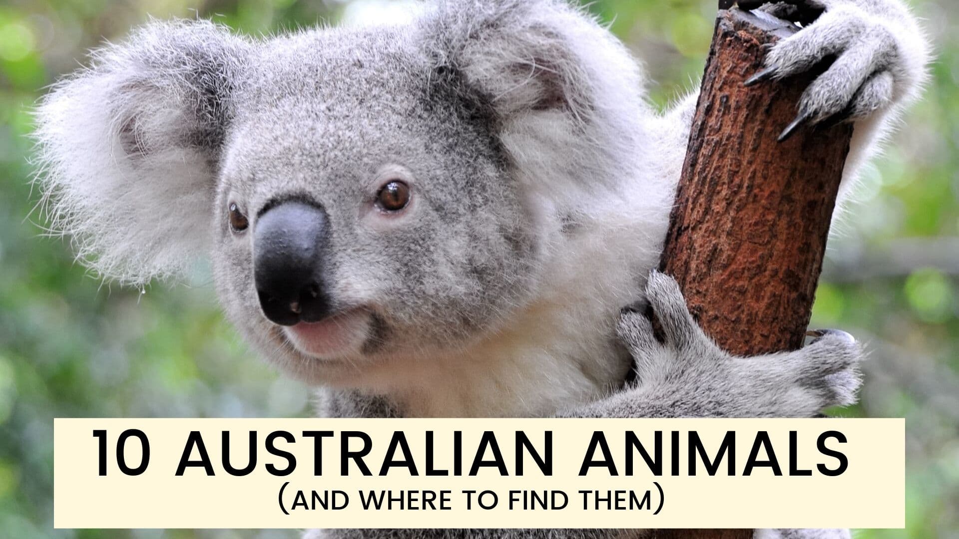 Australian animals quiz - do you know your quokka from your quoll?