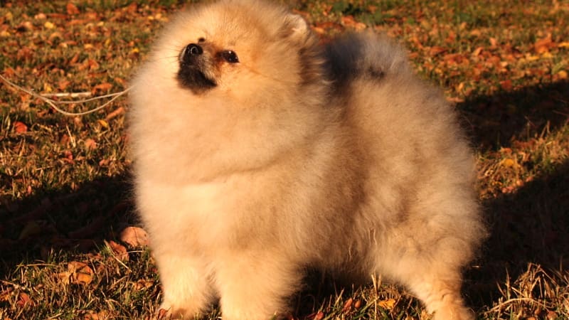 Pomeranian service dog for sale sales