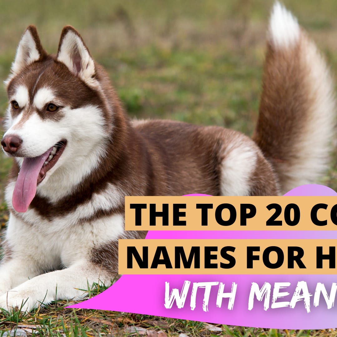 Red siberian 2025 husky names