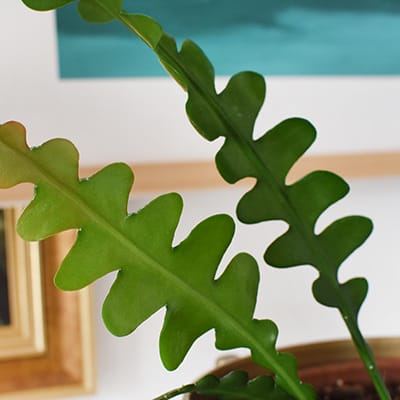 Fishbone Cactus Plant Care - Delineate Your Dwelling