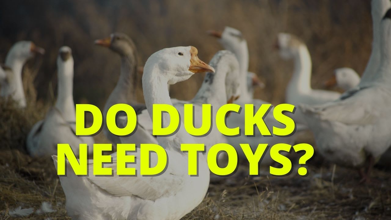 Do Ducks Need Toys How to Keep Happy Ducks Farmhouse Guide