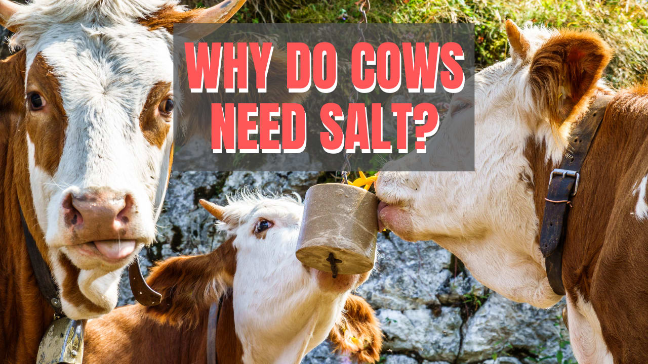 Why Do Cows Need Salt? Farmhouse Guide edu.svet.gob.gt