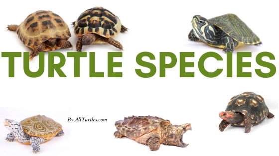 Turtle Species | 79 Different Types - All Turtles