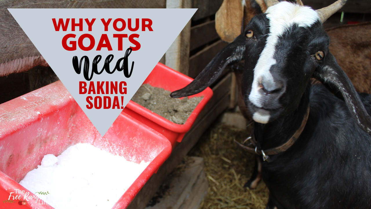How Can You Tell If Your Goat Is Happy? Now We Know! : Goats and Soda : NPR