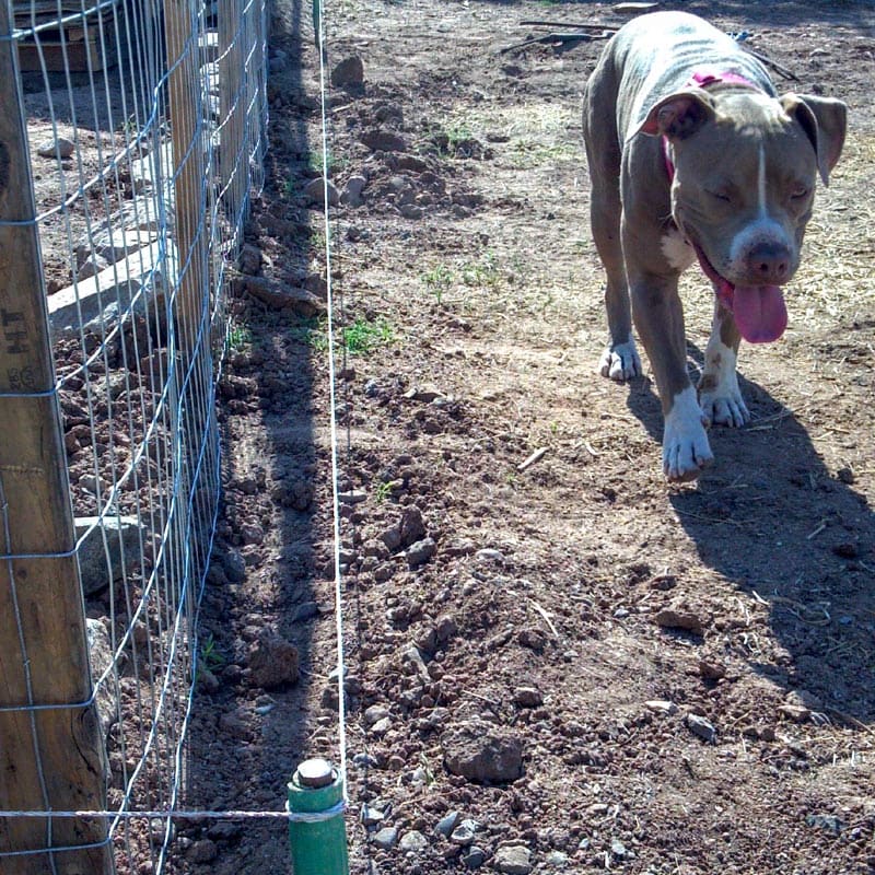 DIY Hot Wire for Animals