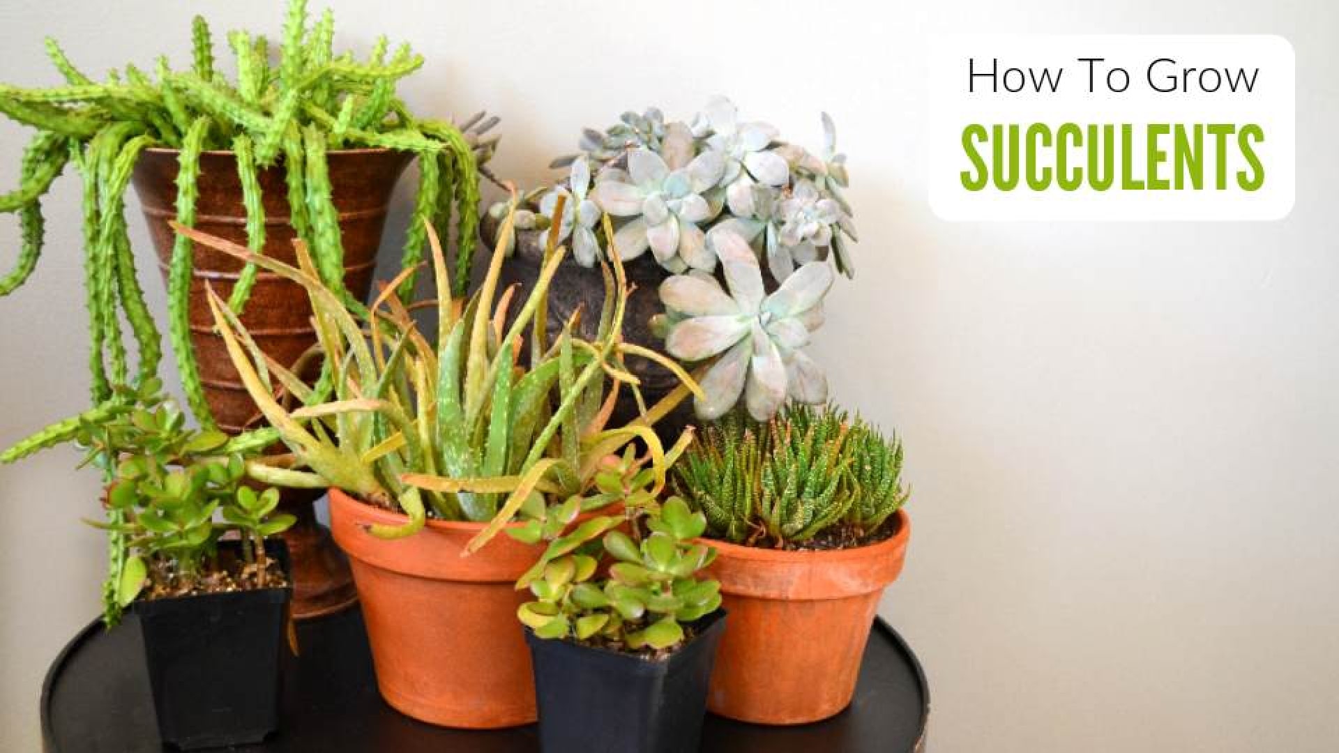 How Much Light Do Succulents Need? atelieryuwa.ciao.jp