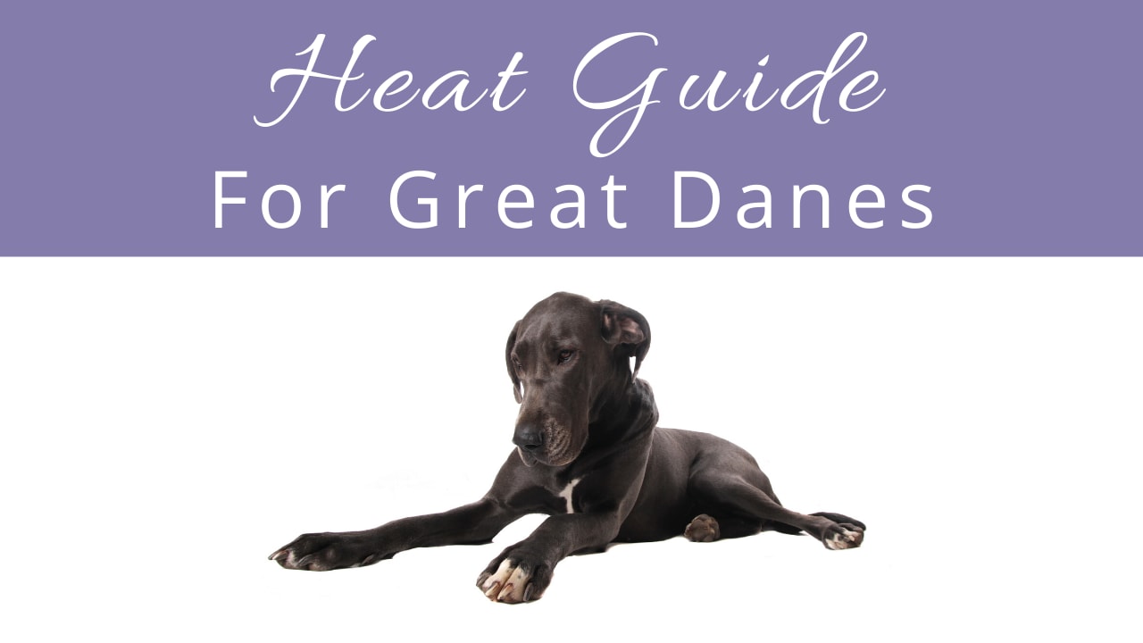 How long is a new arrivals great dane in heat