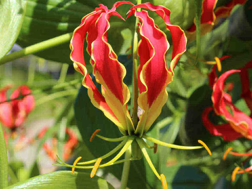 Gloriosa Rothschildiana Flower Lily 1 Bulb Crimson RedYellow Climbing Lily Yard 