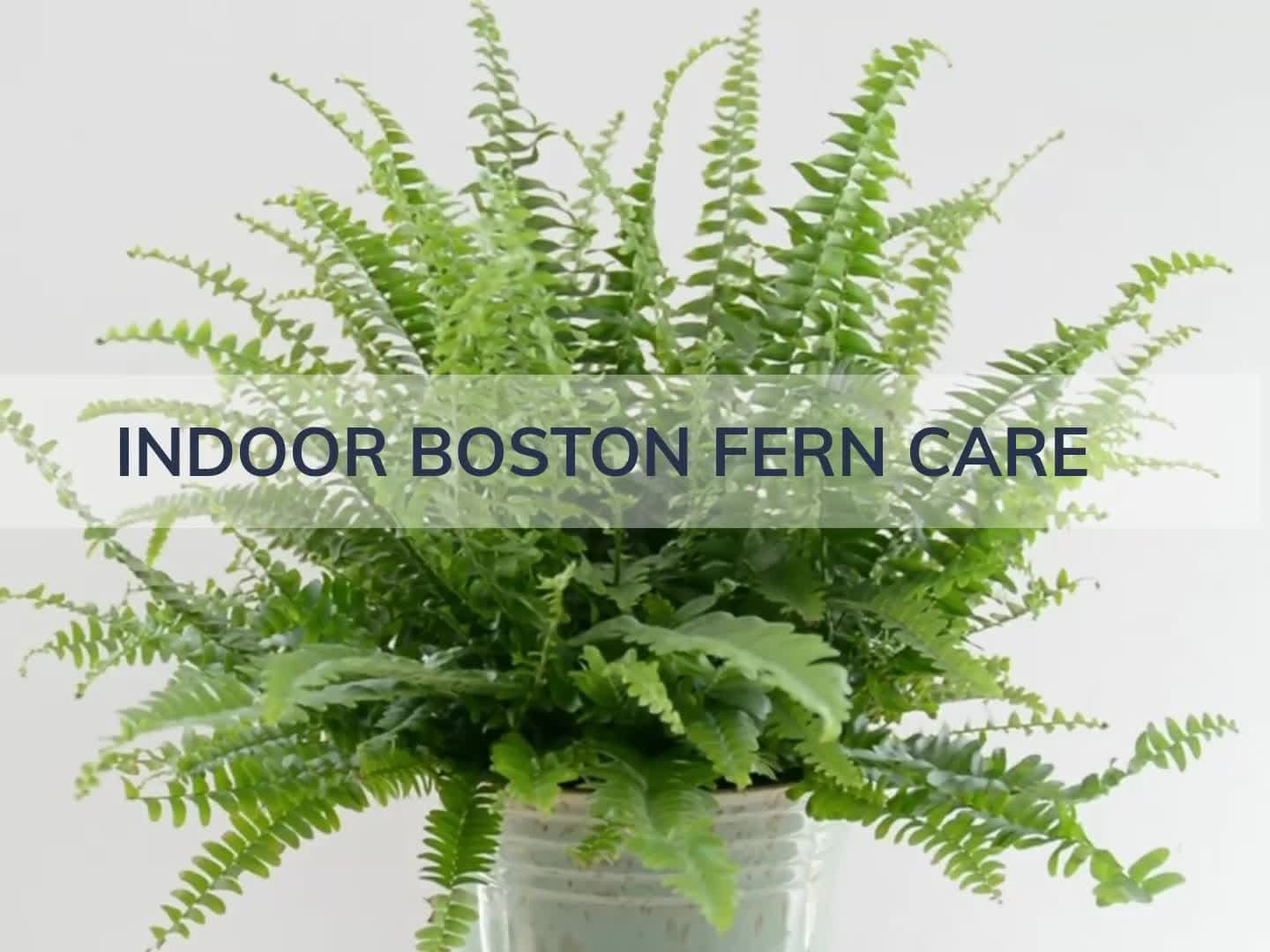 Plants by Post Humidity Loving Easy Maintain & Grow Potted Indoor Decoration Livingroom On Windowsills Bathroom or Office Safely Packaged. Houseplant Boston Fern in 12cm Plant Pot Kitchen 