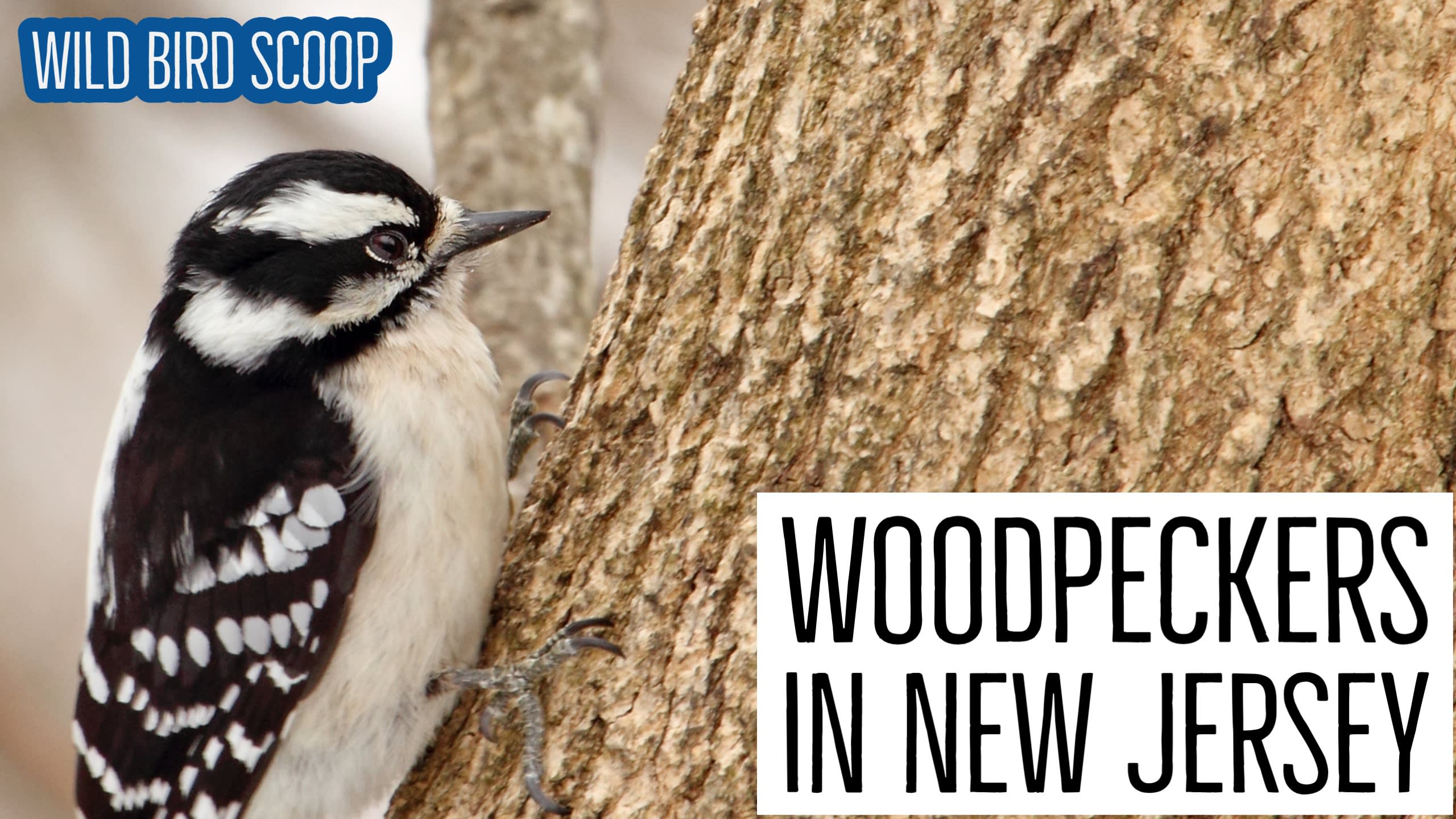 Black and white woodpecker nj clearance