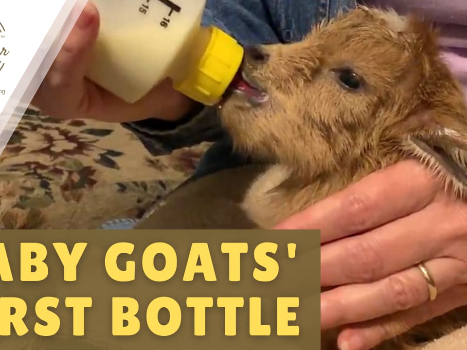 When To Stop Bottle Feeding Goats Best Pictures and Decription
