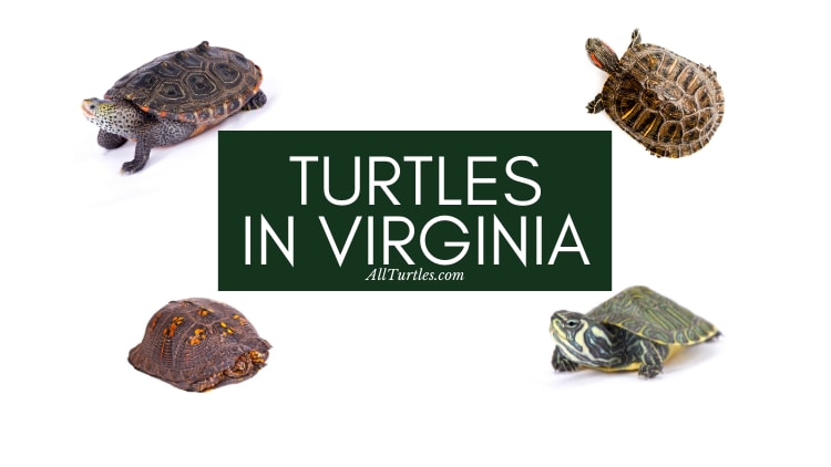 Turtles in Virginia (25 Different Species) - All Turtles
