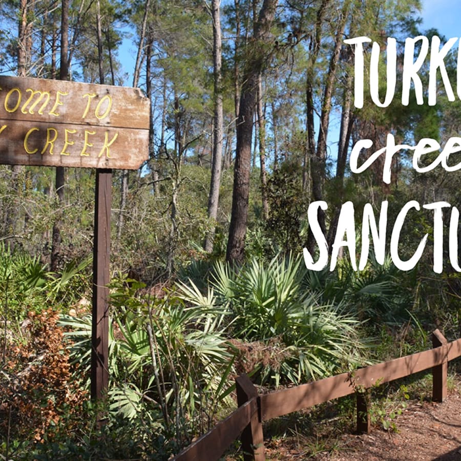 Turkey Creek Sanctuary Society