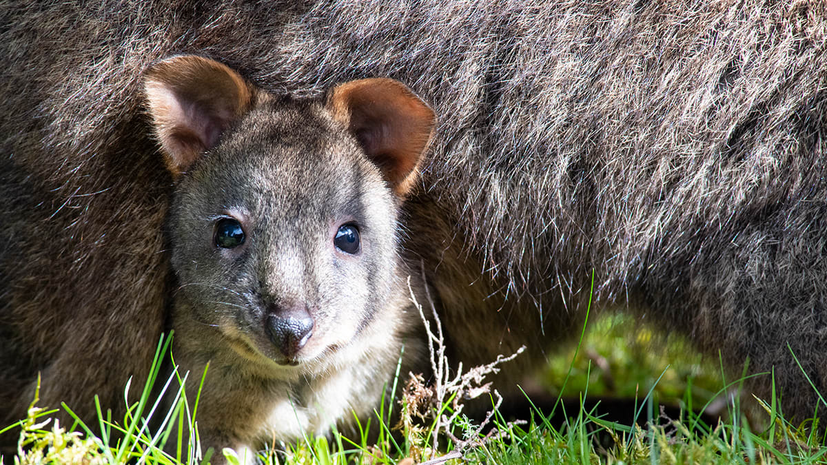 Australian Animals - Guide to the Strangest Creatures on Earth