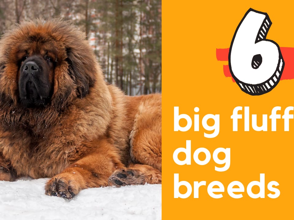 7 Big Fluffy Dog Breeds [with Photos] - Oodle Life