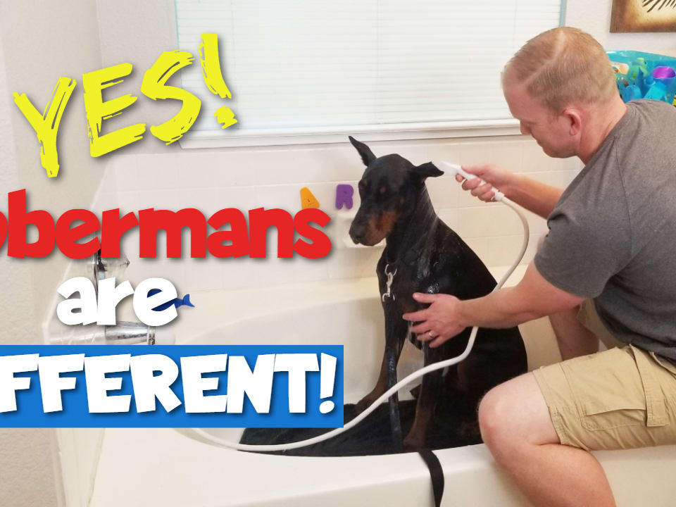 How to Bathe a Doberman the Right Way