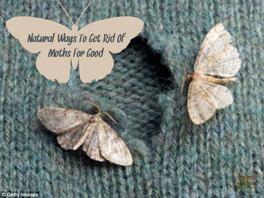 How to Get Rid of Moths Naturally - Hello Natural Living