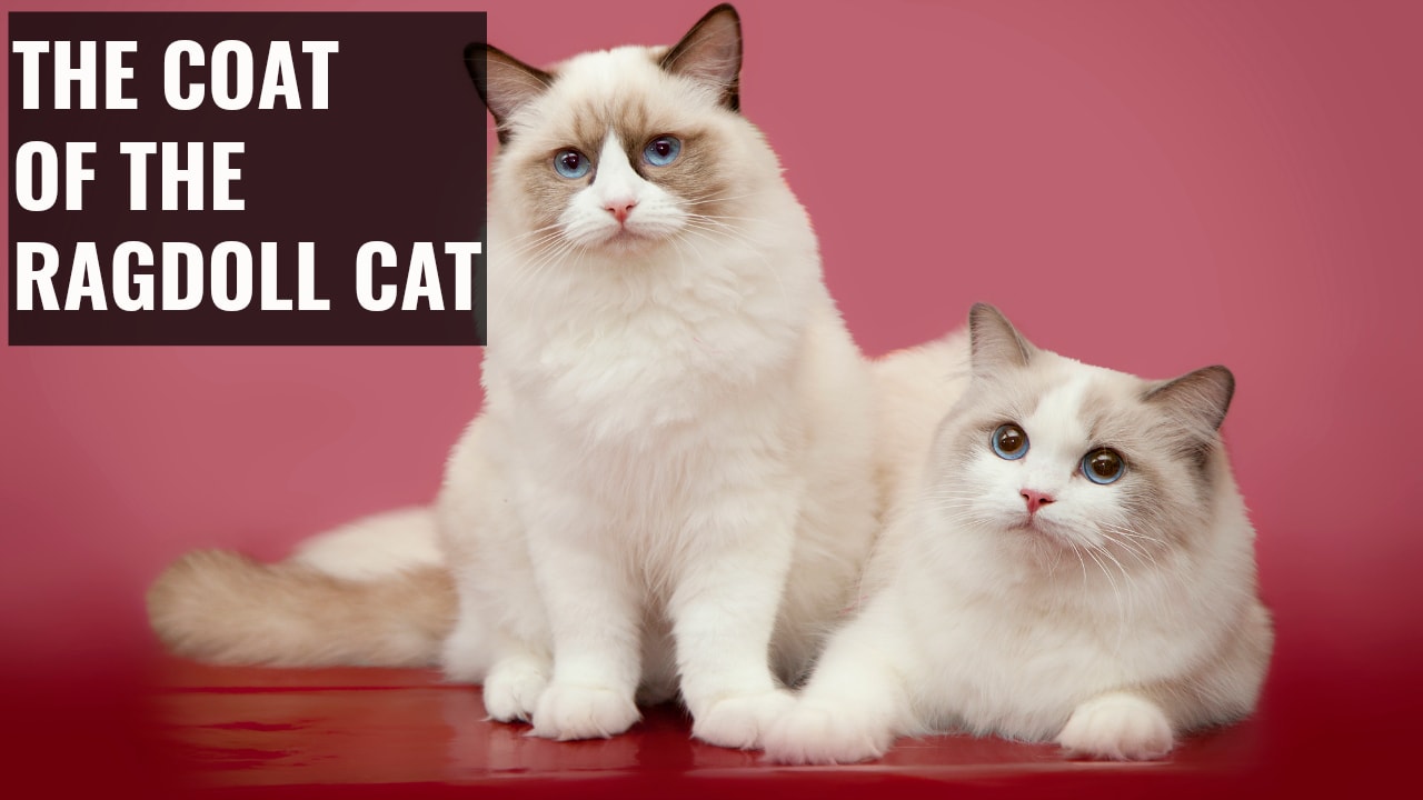 Ragdoll Cat Breed  Pets Cute and Docile
