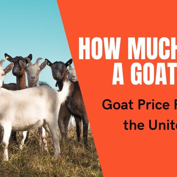 goats for sale craigslist kentucky