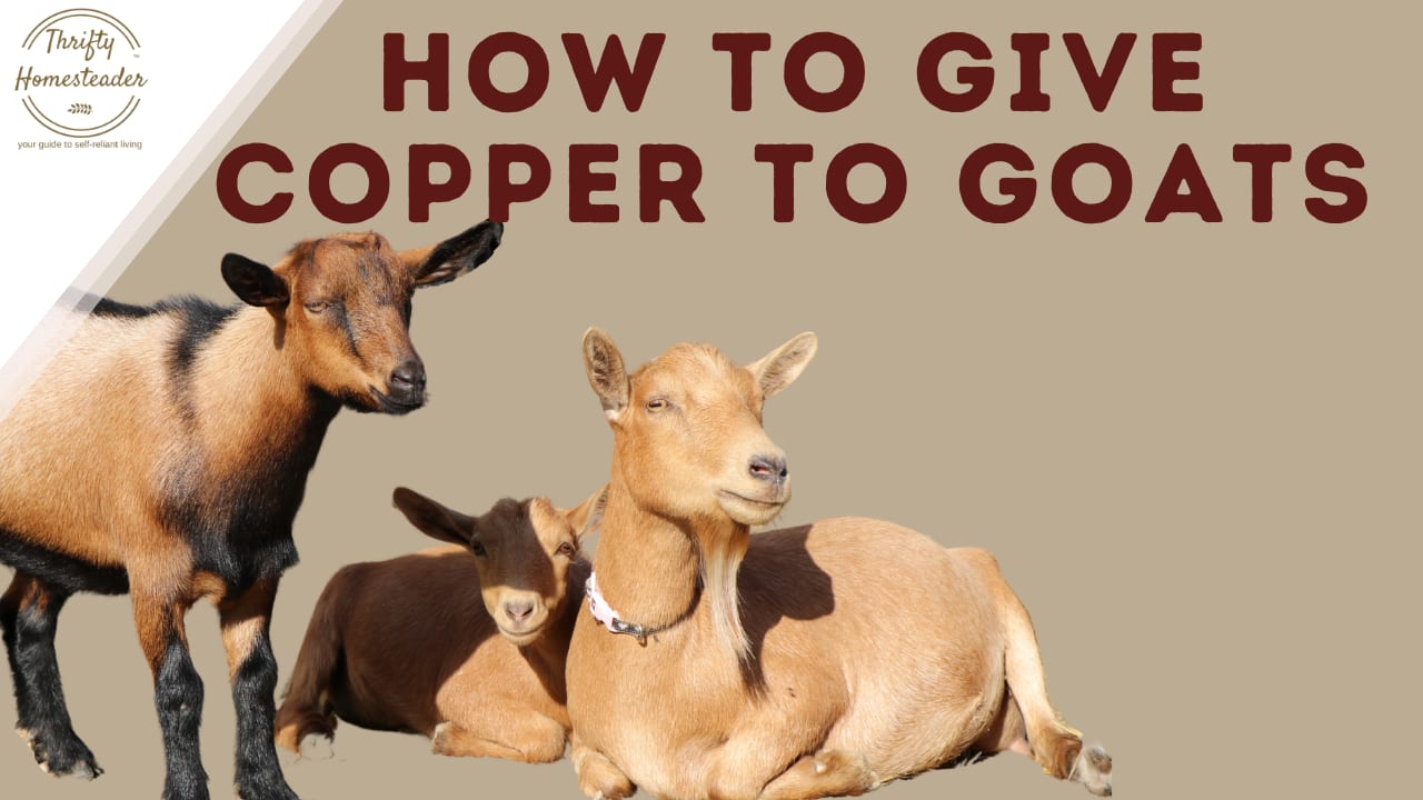 Goats and copper deficiency