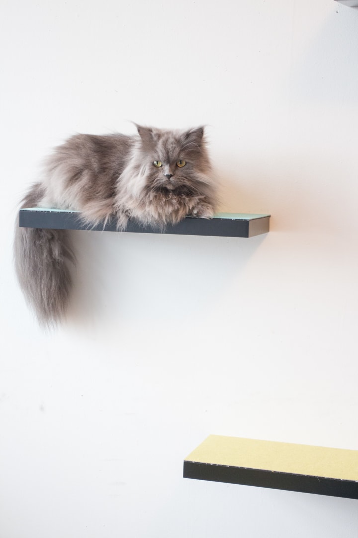 Diy top cat shelves