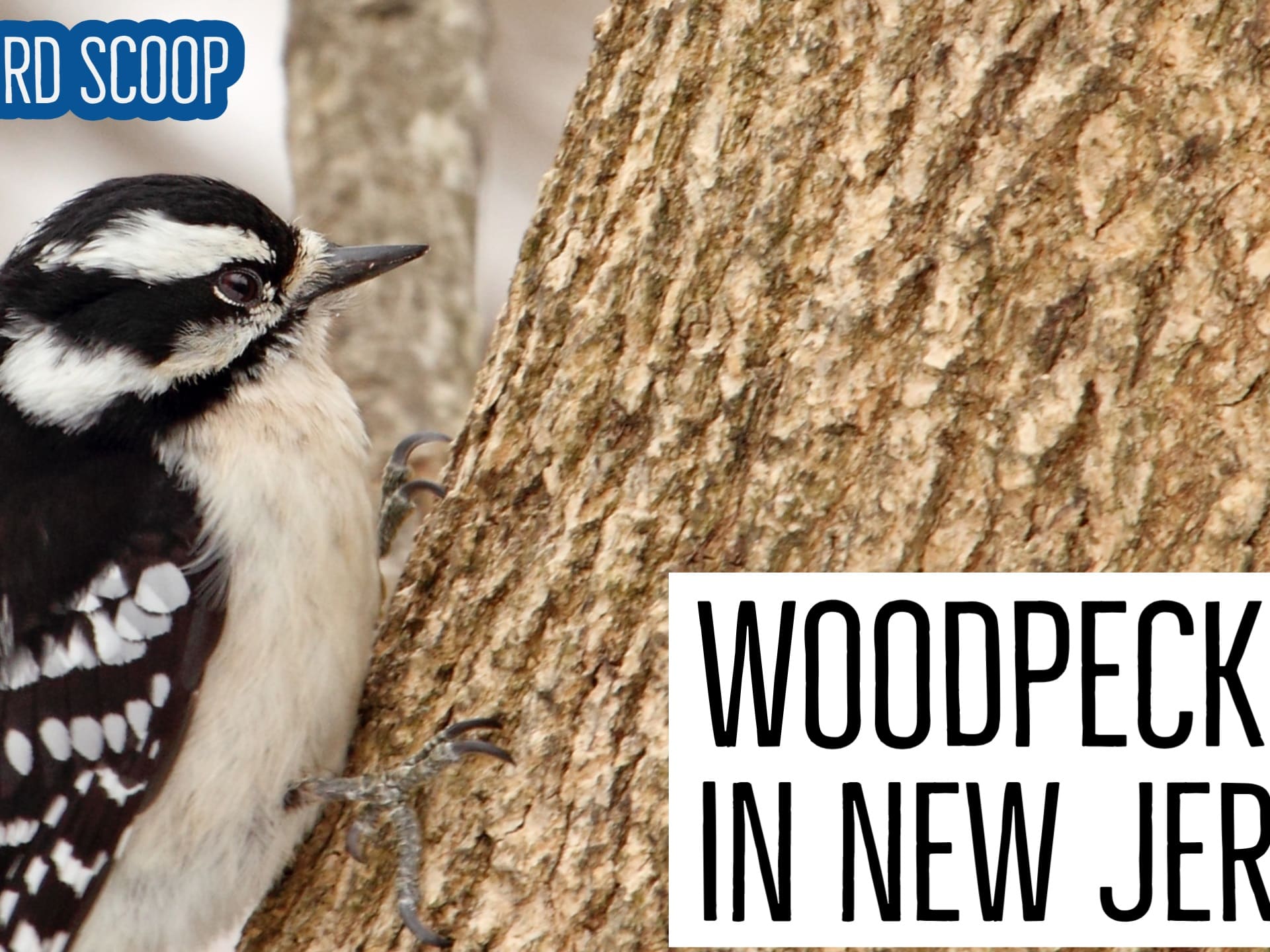Types of woodpeckers discount in nj