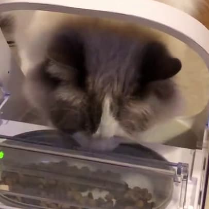 Cat chip hotsell food bowl