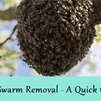 free bee removal melton