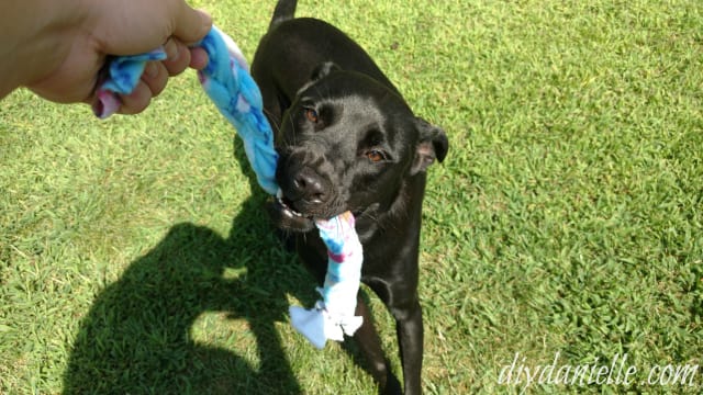 DIY Dog Puzzle: Takes Less Than 5 Minutes To Make!