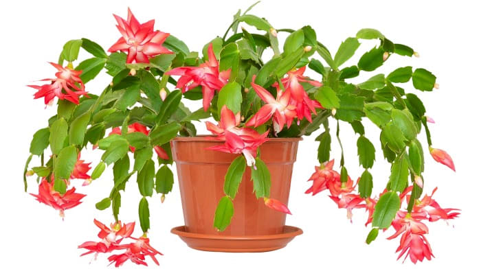 Are christmas cactus plants poisonous hot sale to dogs