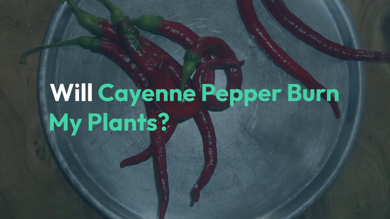 Will Cayenne Pepper Hurt Plants How To Use Gardening Mentor