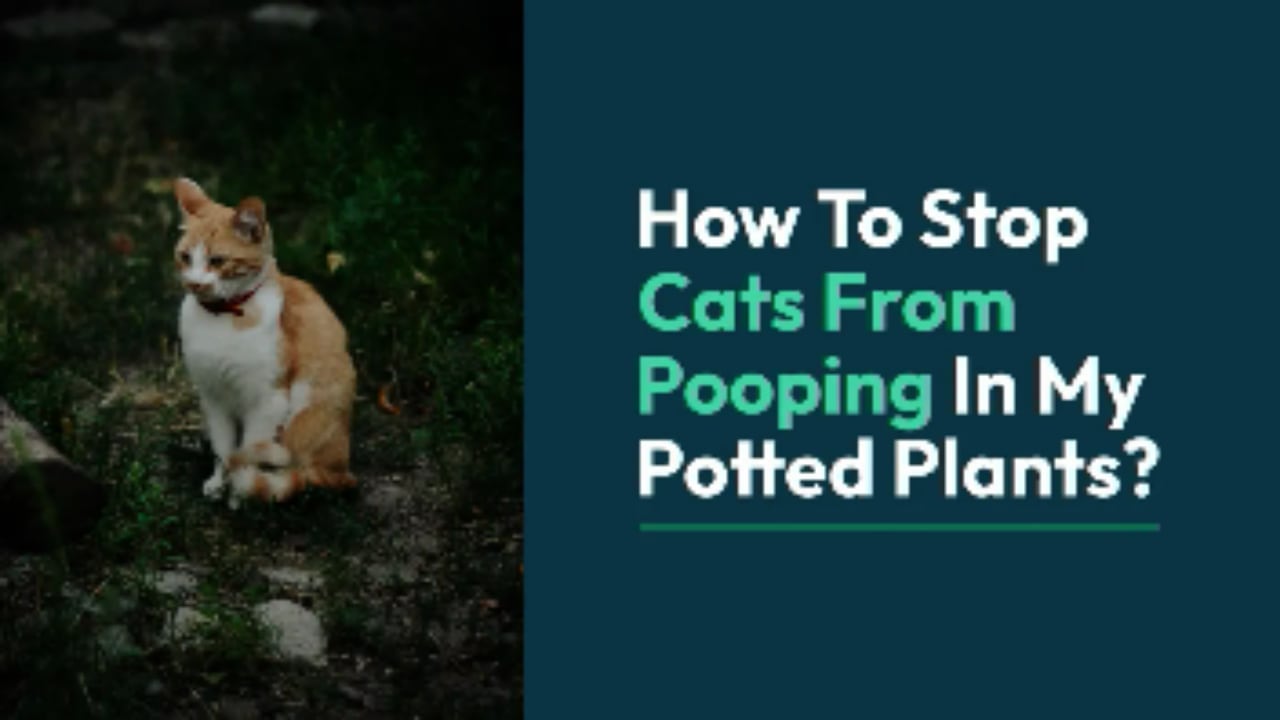 How To Stop Cats From Pooping In My Potted Plants Gardening Mentor