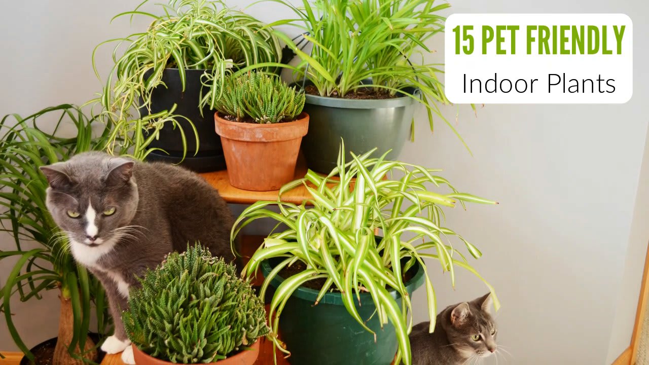 50 Pet Safe Indoor Houseplants