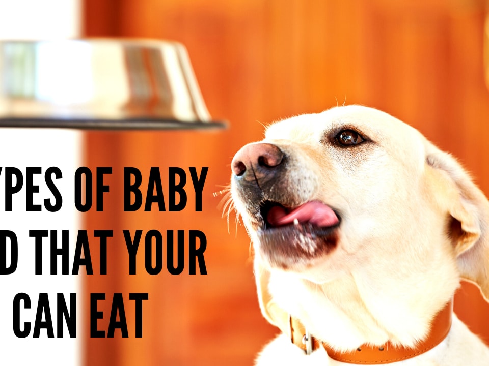 Can puppies outlet eat baby food