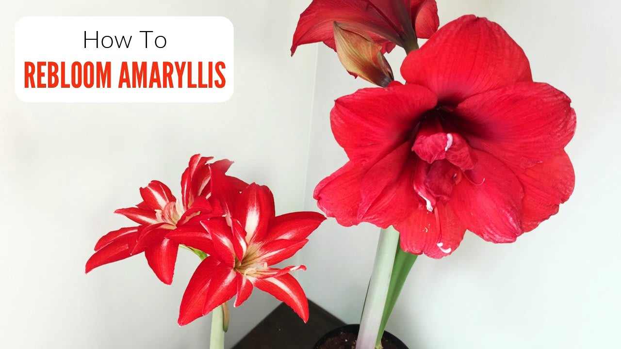 Reblooming Amaryllis - How To Get Hippeastrum To Bloom Again