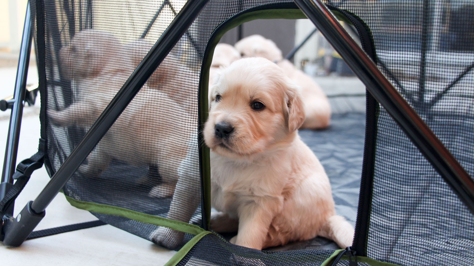 Cesar millan crate on sale training at night