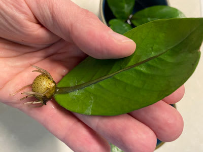 Jade Plant Leaf Propagation: 1 Lazy and Effective Method!