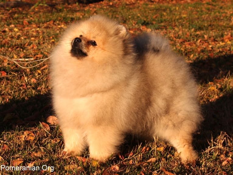 What You Should Know Before Getting a Pomeranian Puppy