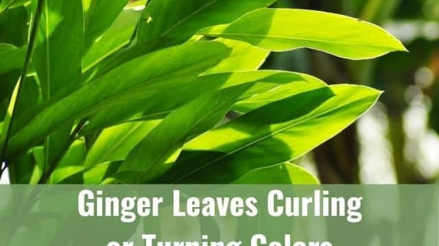 Ginger Leaves Curling Or Turning Brown Yellow White Is It Dying Ready To Diy Ginger Leaves Curling Or Turning Brown Yellow White Is It Dying Ready To Diy