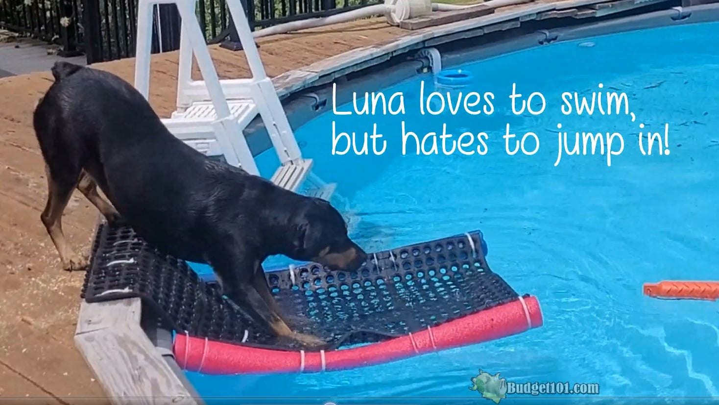 Pool expectationsand Dog Ladder