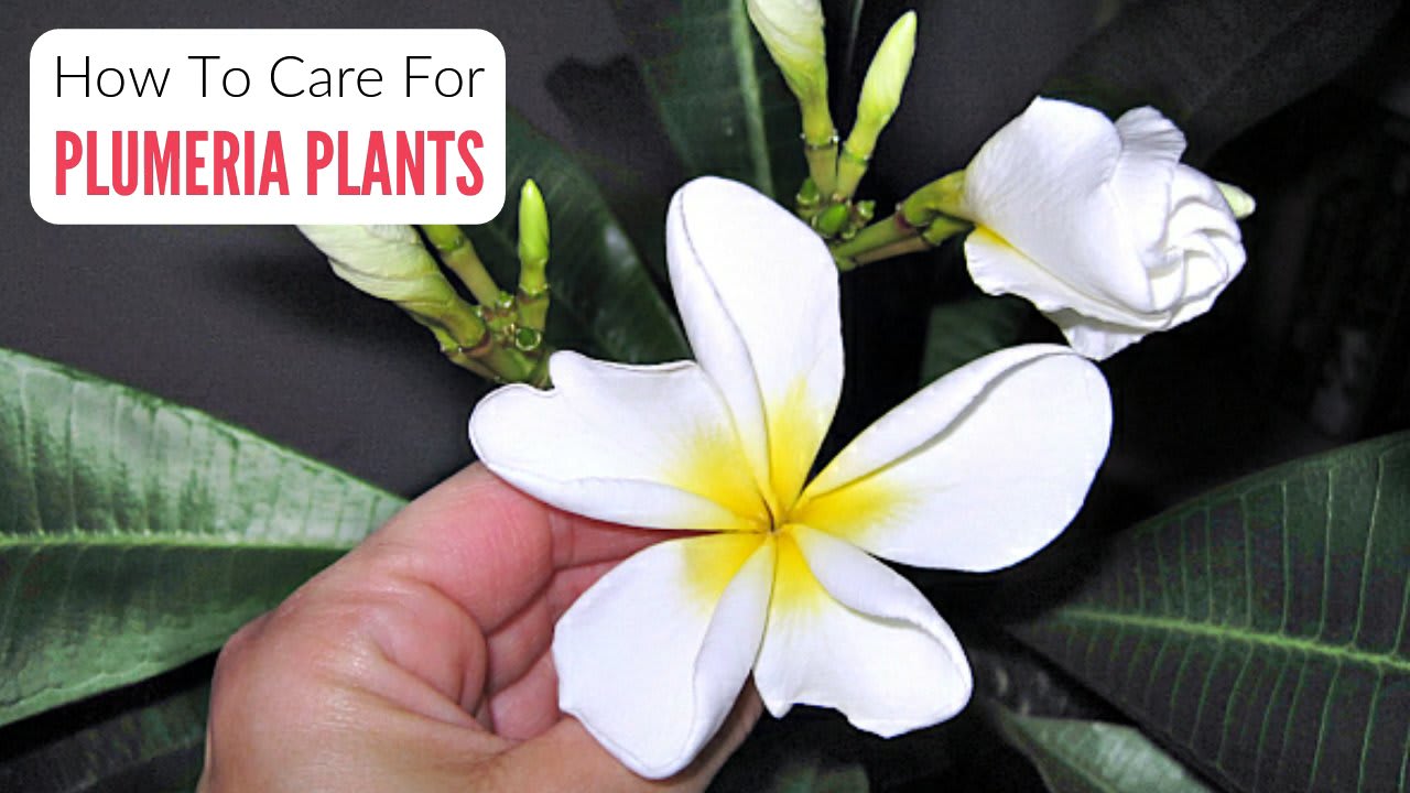 how to care for plumeria plants