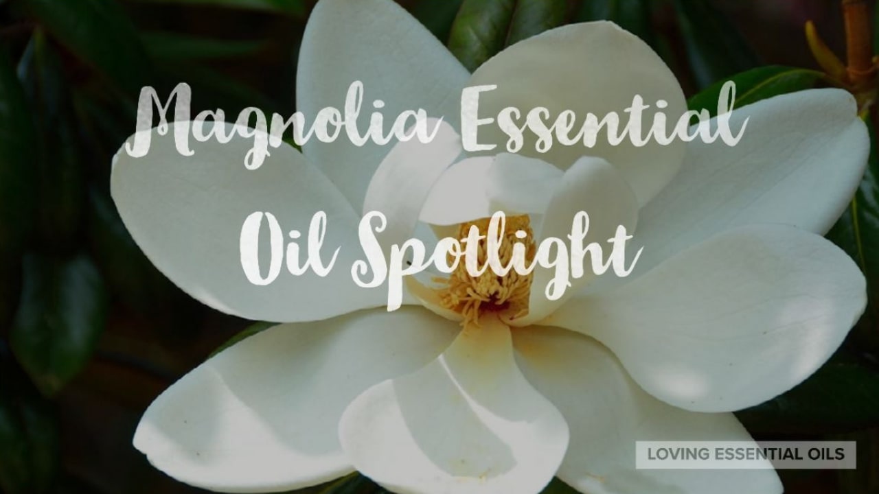 Magnolia Bloom Essential Oil Perfume 10ml Floral and Citrus