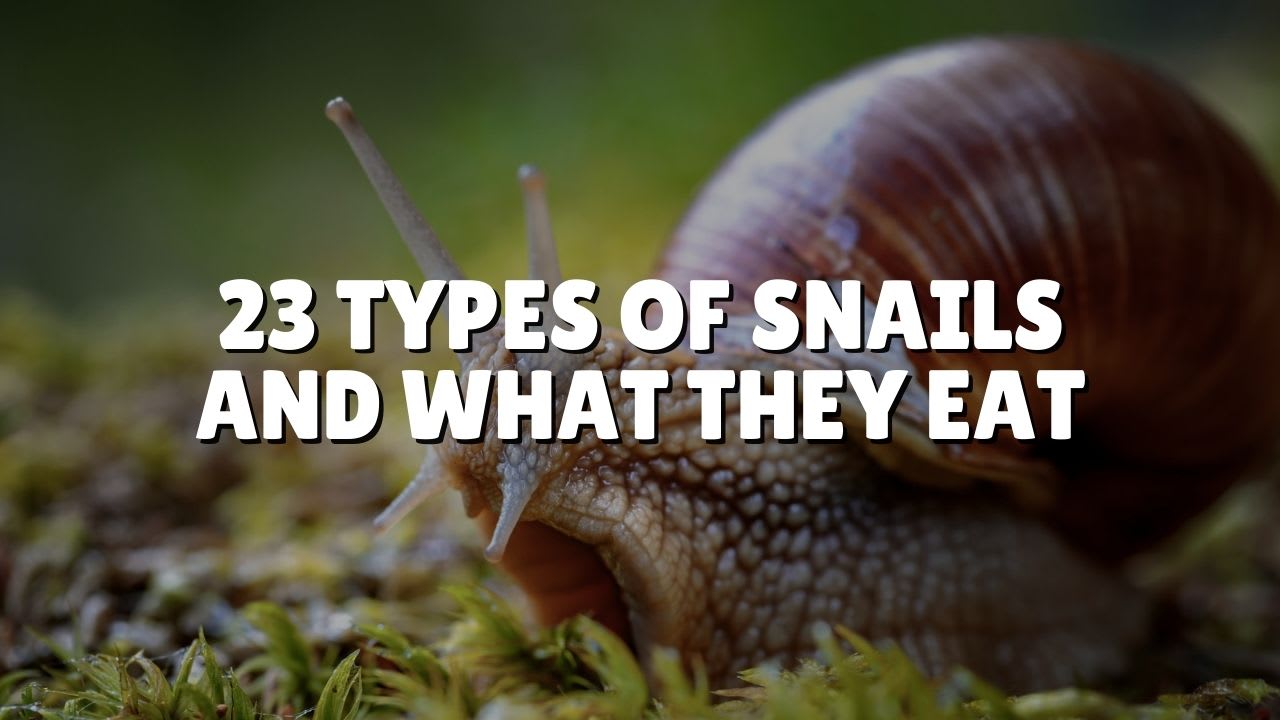 What Do Snails Eat A List Of Food For Snails By Bestfish