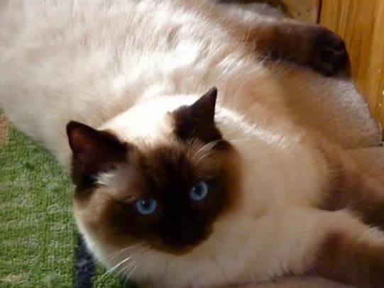 Angelkissed ragdolls new arrivals