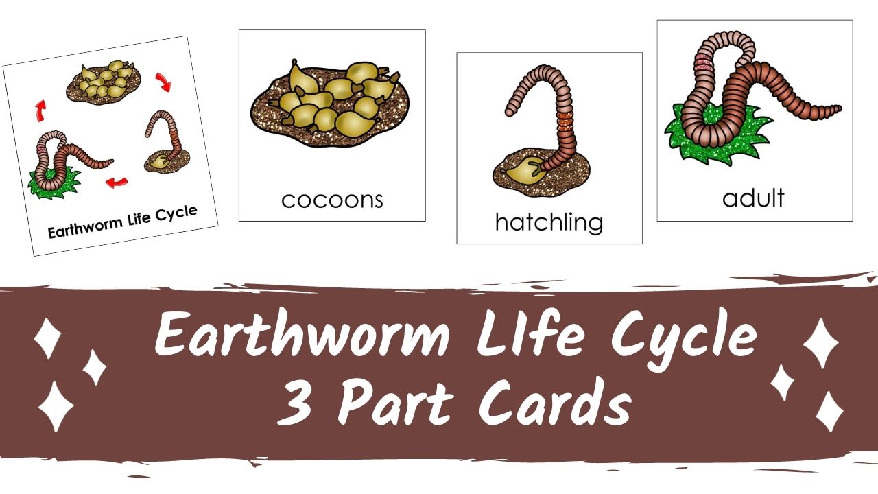 earthworm-life-cycle-clipart-bundle-lupon-gov-ph