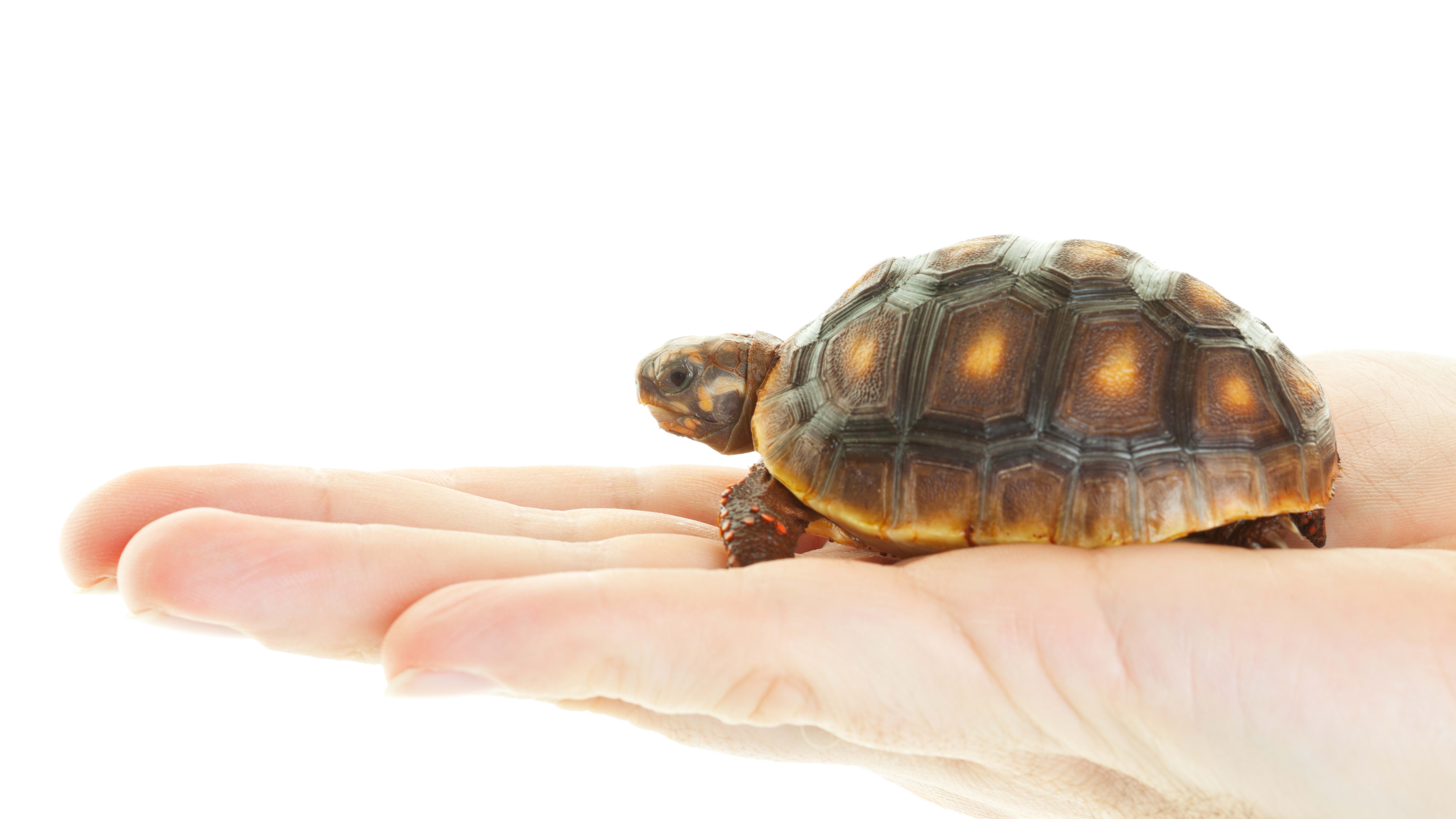 Tortoise Species | 22 Different Types - All Turtles