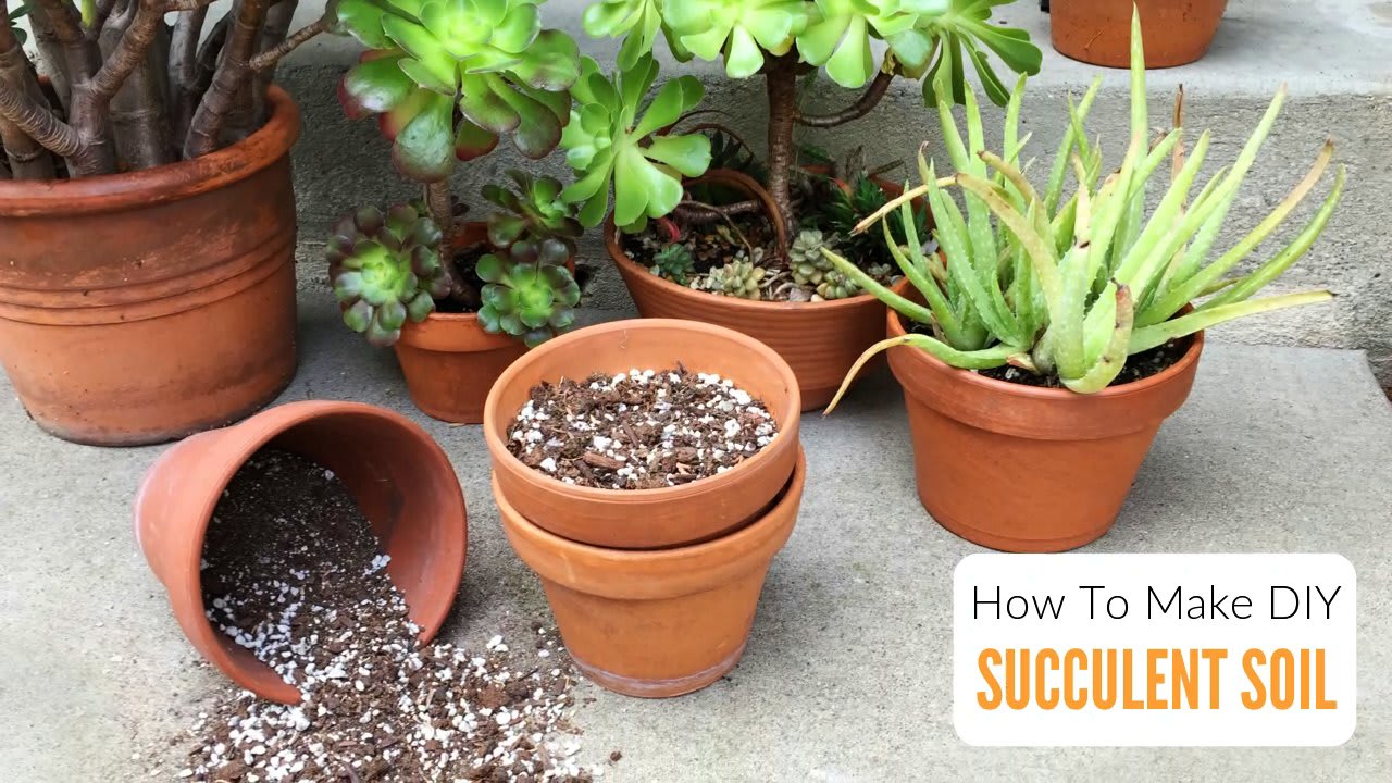How To Make DIY Succulent Soil With Recipe