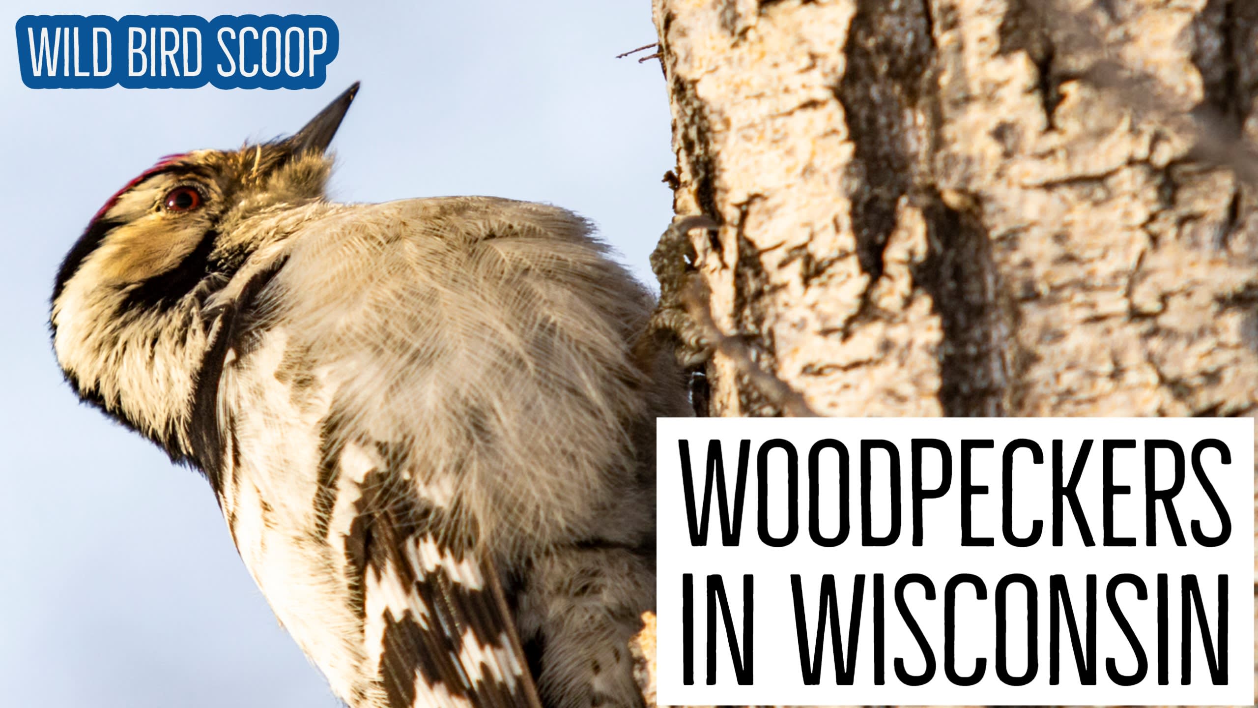 Fun Facts: Weird World Of Woodpeckers — Edmonton Area Land Trust