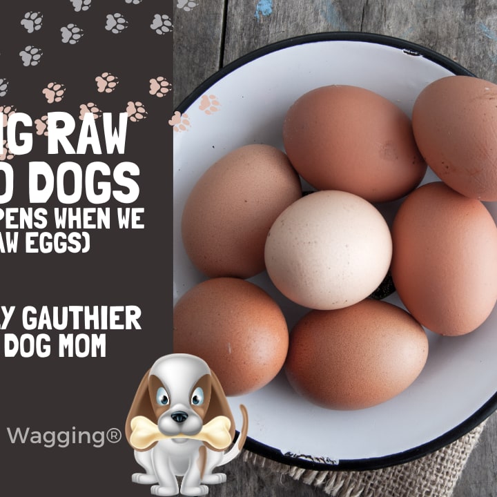 Why are eggs bad for top dogs