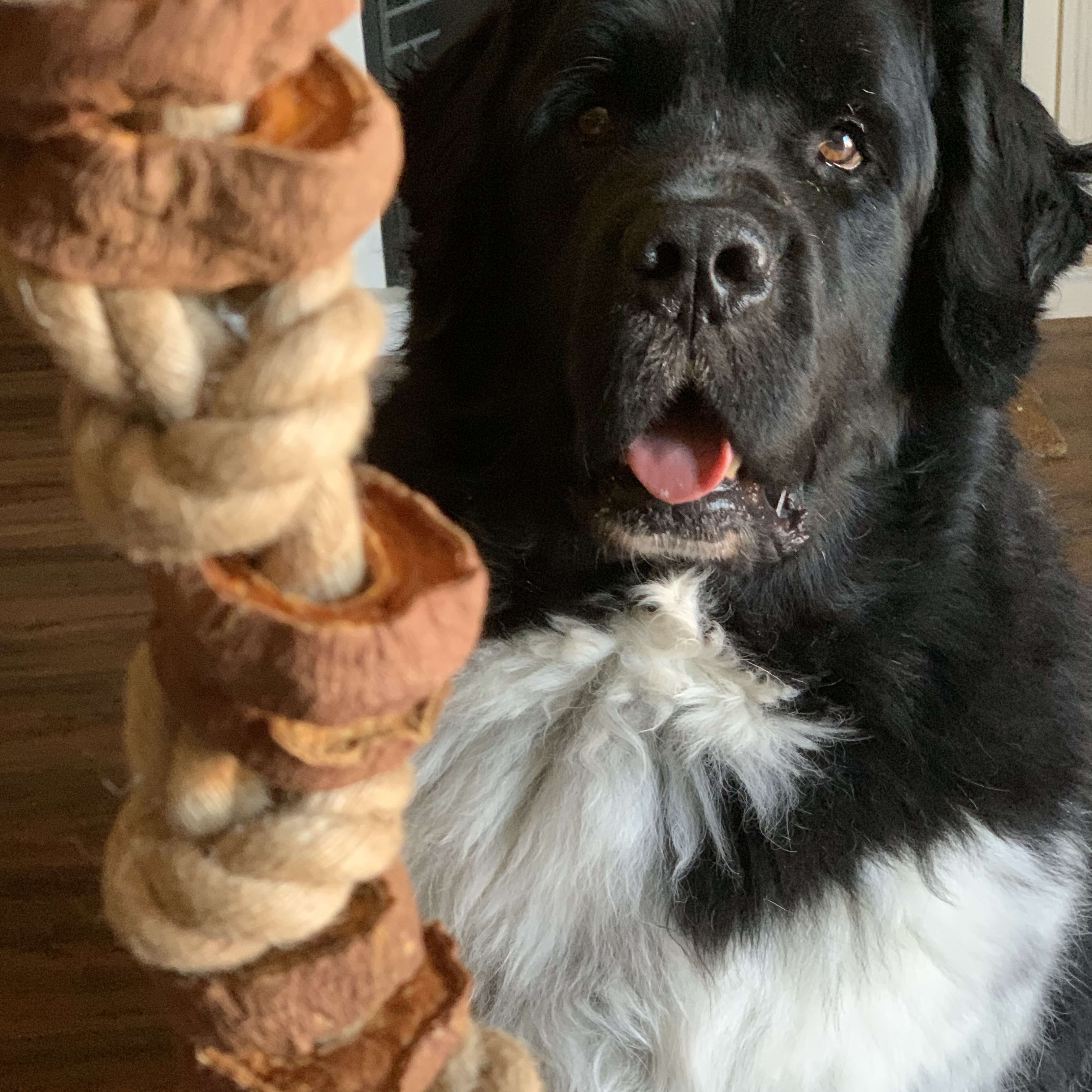 Sweet potato cheap dog toy